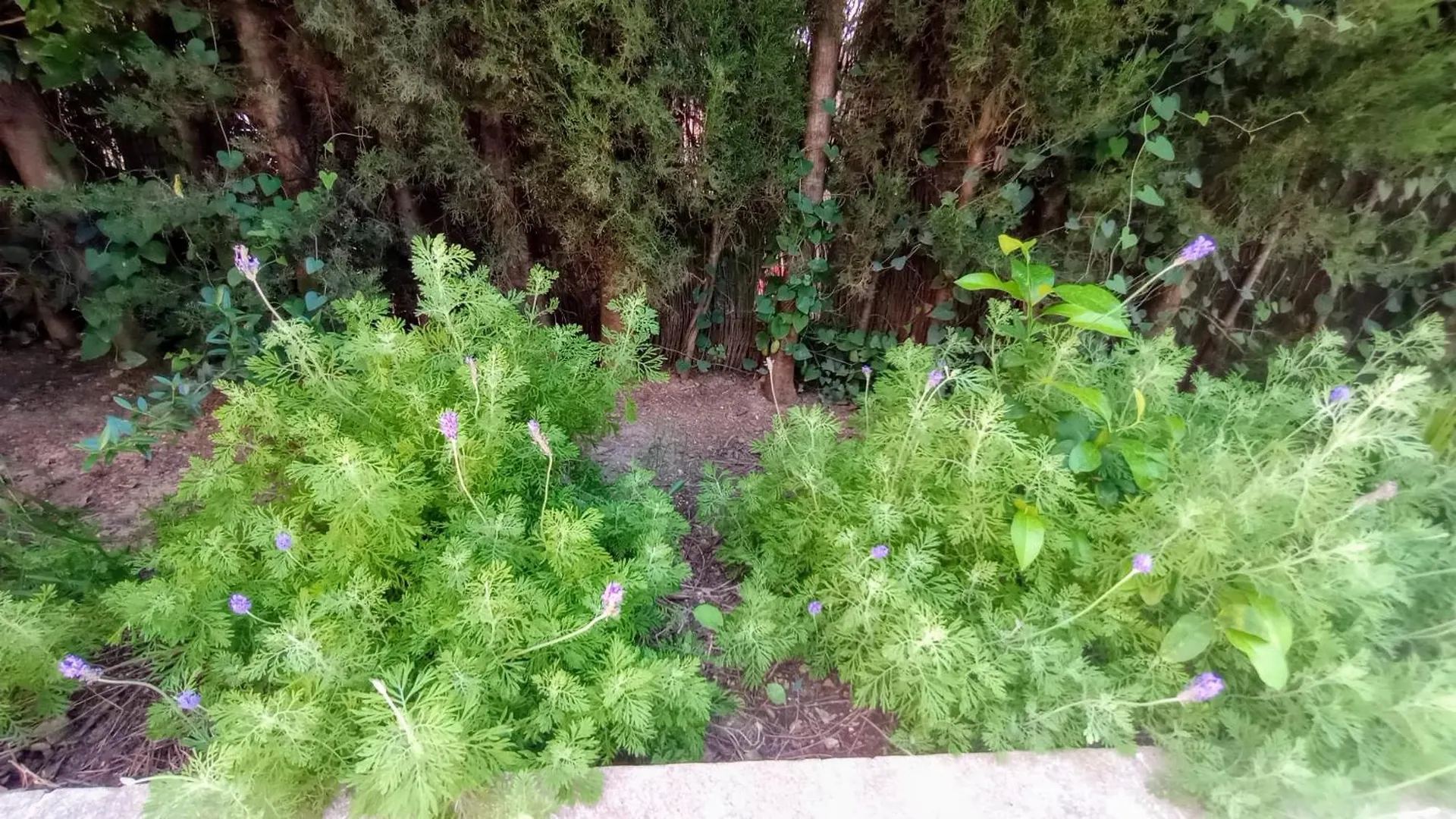 Apartamento El Laurel Y El Limonero. La Pajanosas España